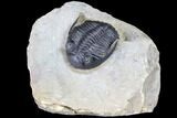 Brown Hollardops Trilobite - Foum Zguid, Morocco #86691-1
